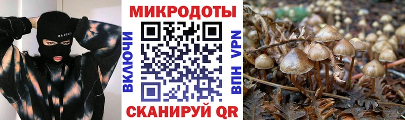 Галлюциногенные грибы Cubensis  что такое   Елизаветинская 